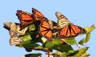 Monarch Butterfly migration is triggered by lengthening nights in the autumn.
