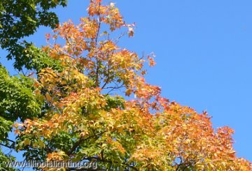 Many natural systems are regulated by changing day length through the seasons.